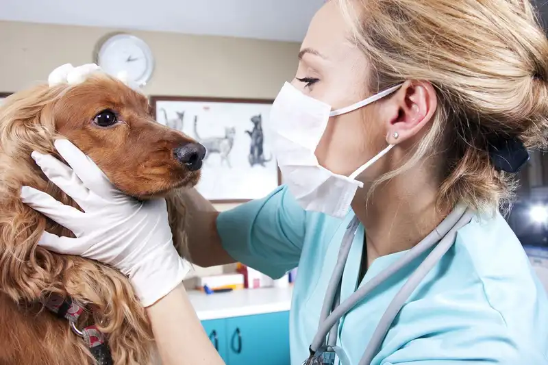 Clínica veterinária oncologia