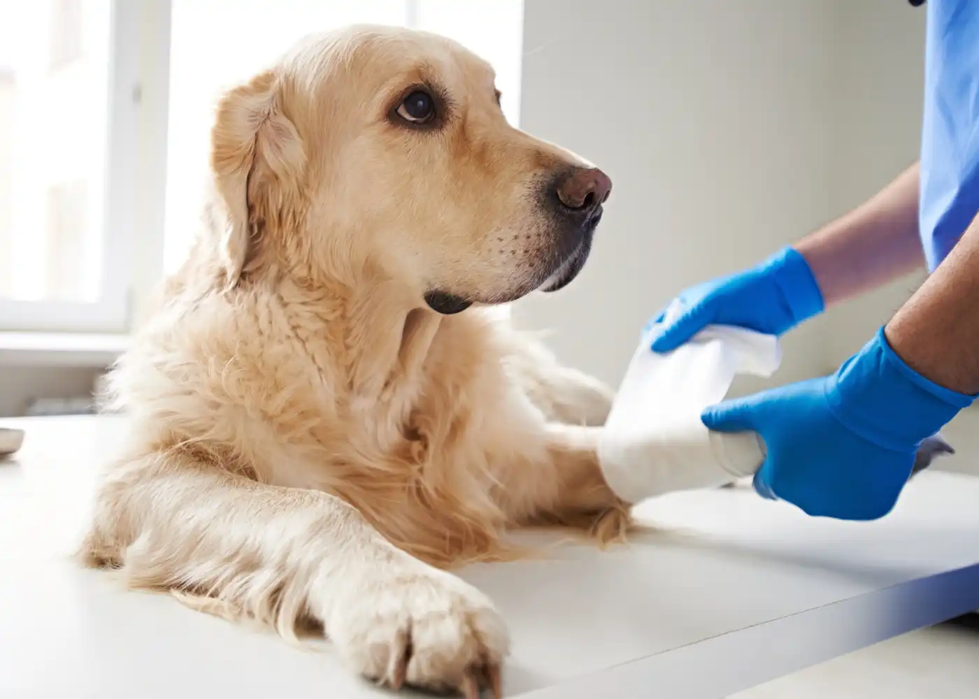 Clínica veterinária ortopedia