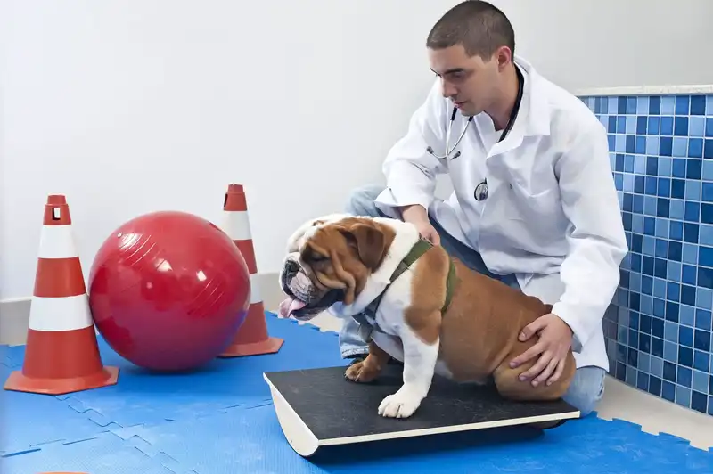 Fisioterapia e acupuntura veterinária