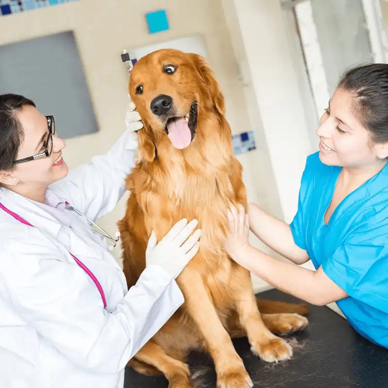 Gastroenterologia veterinária