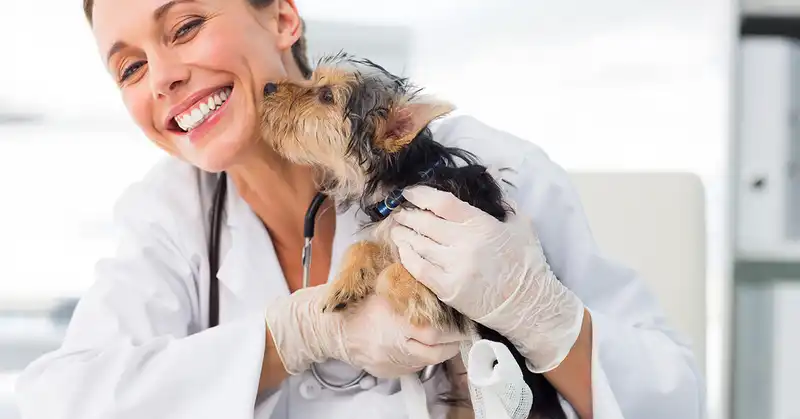 Veterinário especialista em dermatologia