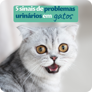 5 Sinais de problemas urinários em gatos
